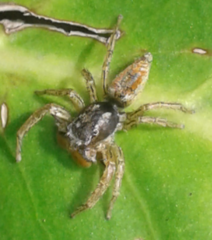 Salticidae : maschio di Marpissa pomatia?  S